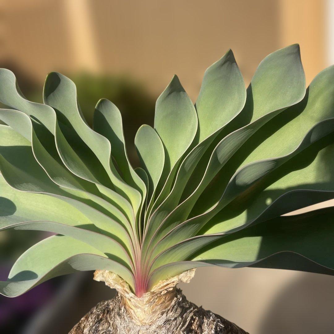 N*※様 ブーファン ハエマンソイデス