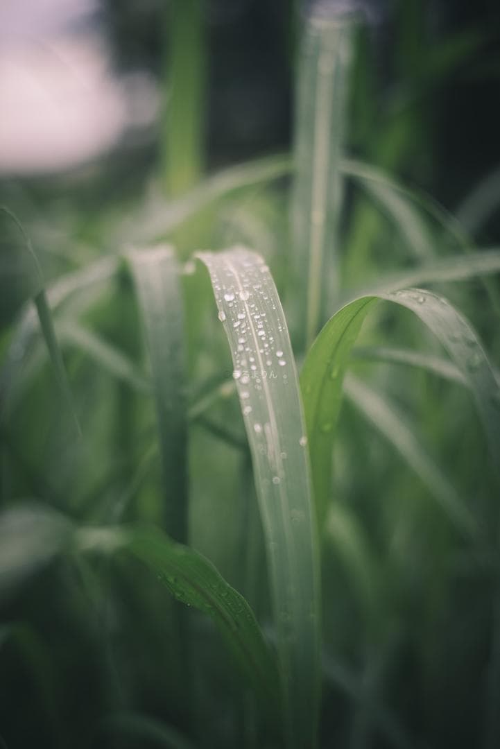 狂気の原点！Leica Xenon 50mm F1.5 オールドレンズ