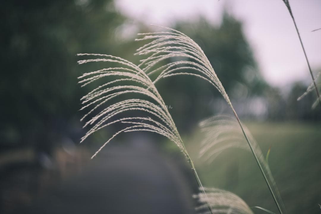 狂気の原点！Leica Xenon 50mm F1.5 オールドレンズ