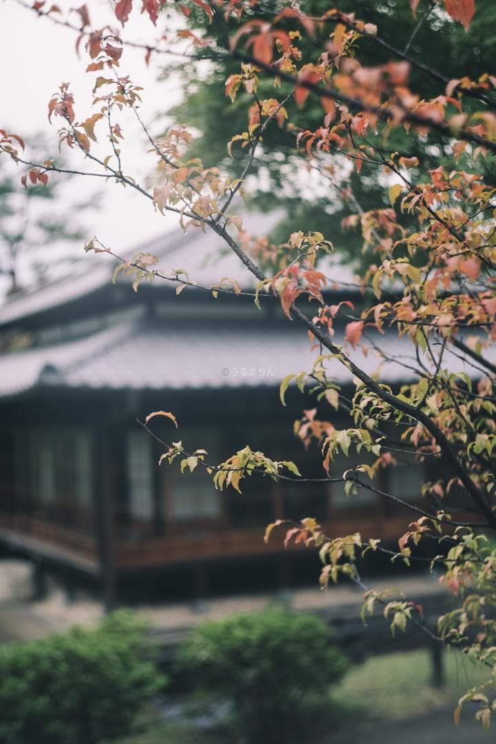 狂気の原点！Leica Xenon 50mm F1.5 オールドレンズ