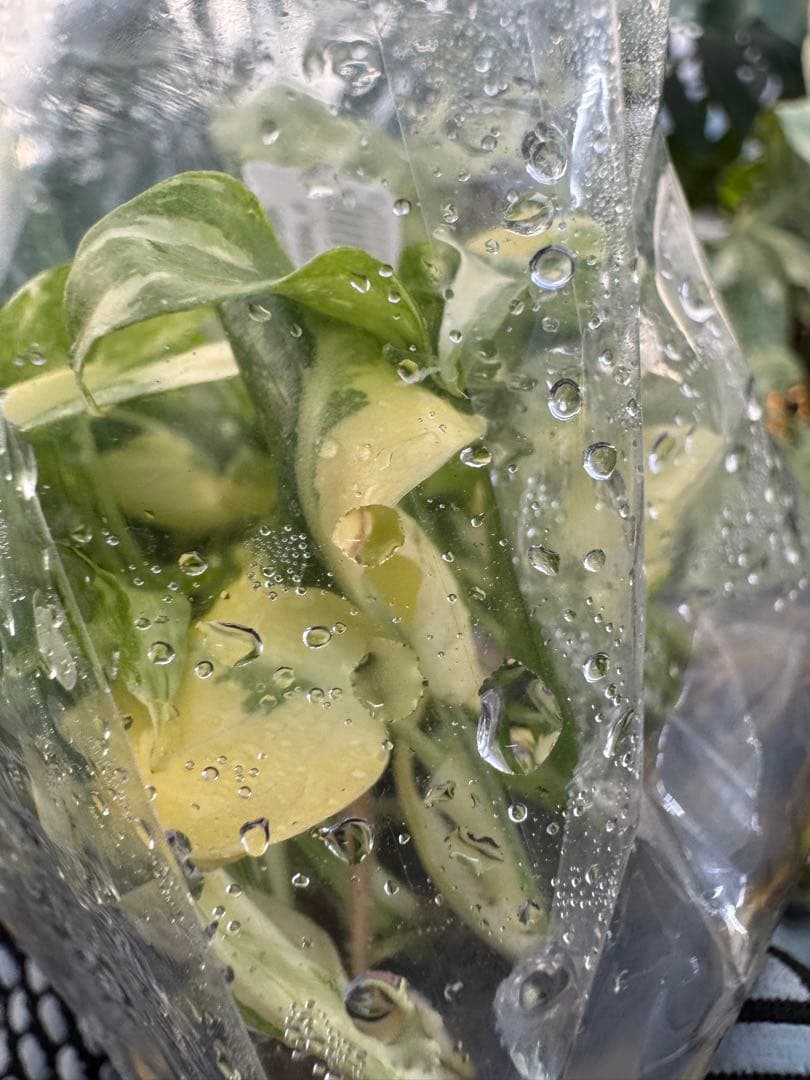 1モンステラ　タイコンステレーション　美斑入り　組織培養苗　30株まとめ