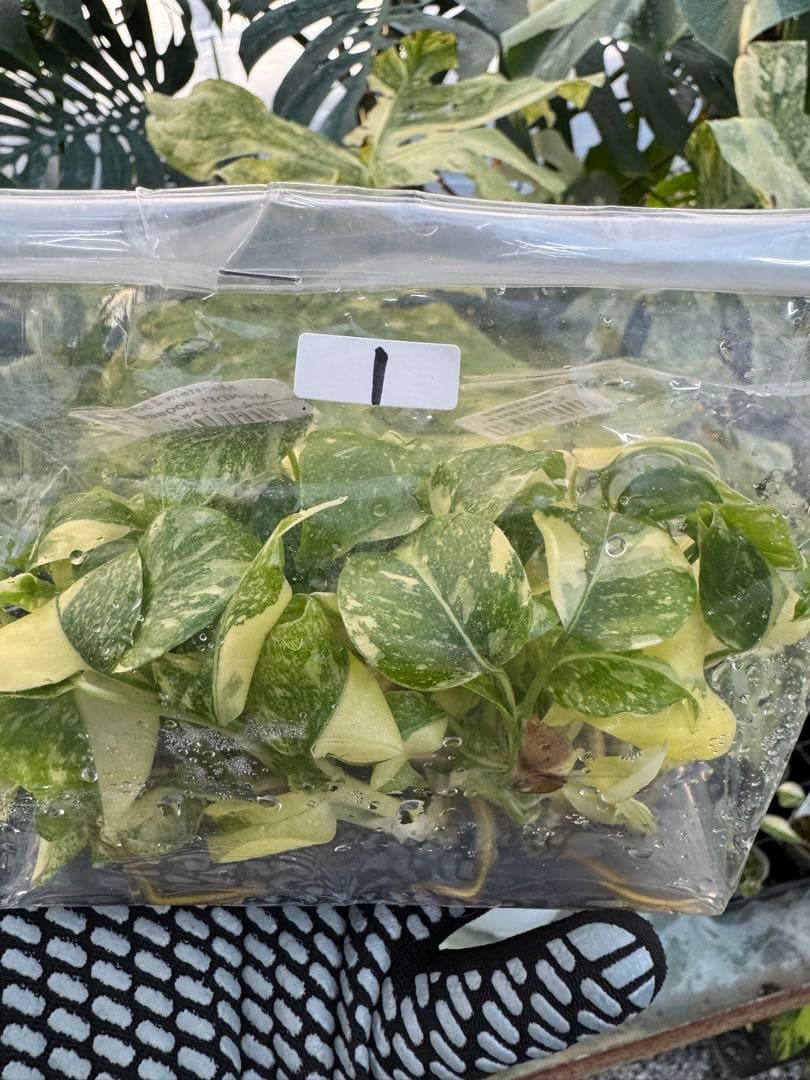 1モンステラ　タイコンステレーション　美斑入り　組織培養苗　30株まとめ