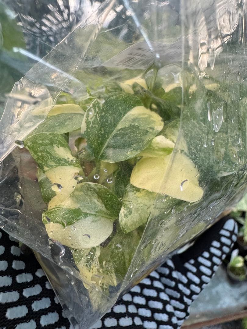 1モンステラ　タイコンステレーション　美斑入り　組織培養苗　30株まとめ