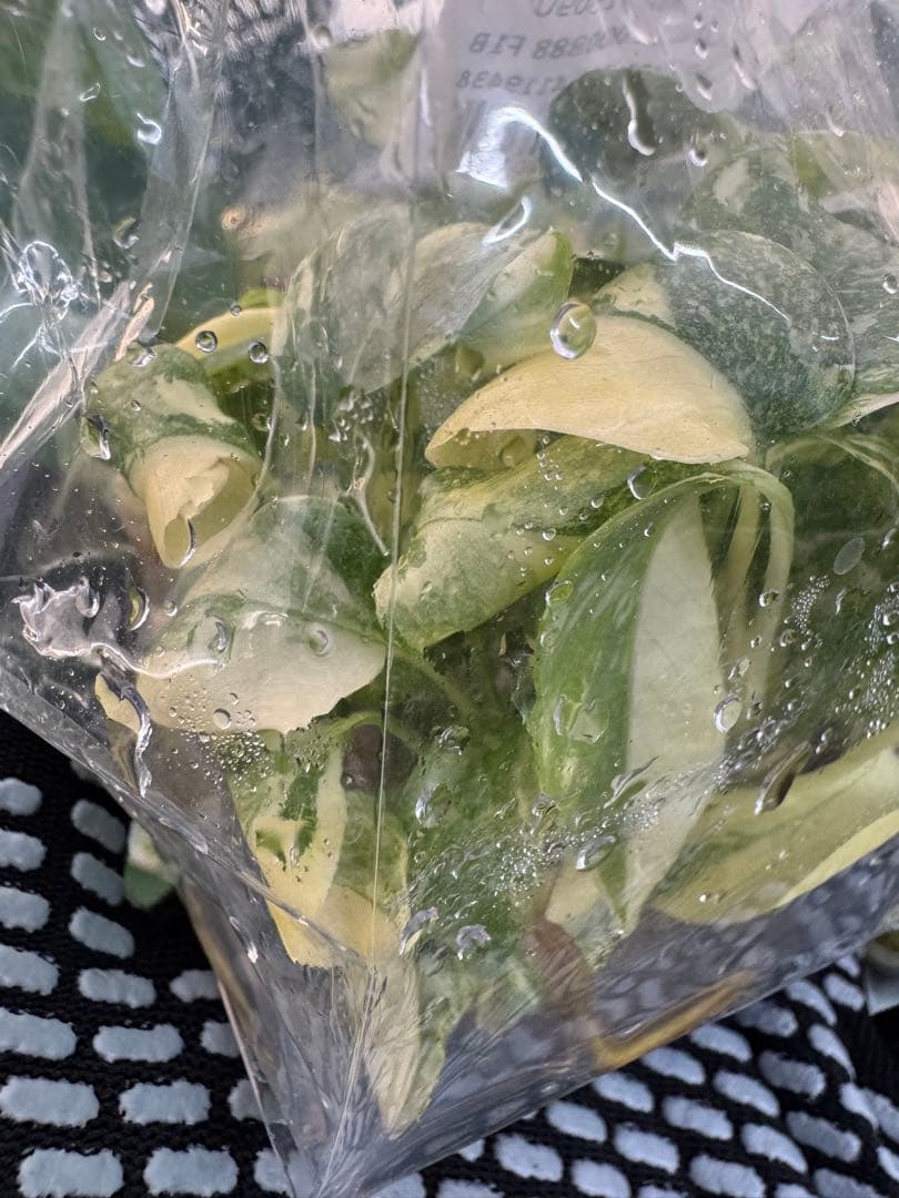 1モンステラ　タイコンステレーション　美斑入り　組織培養苗　30株まとめ