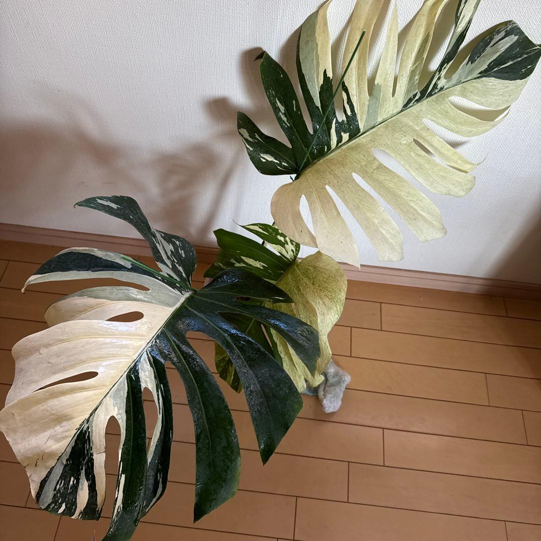 ＊モンステラ＊特大＊ミント＊Monstera＊Mint＊