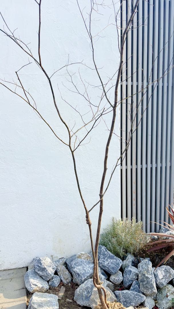 特大。山採りクロモジ3.4M(鉢底から)