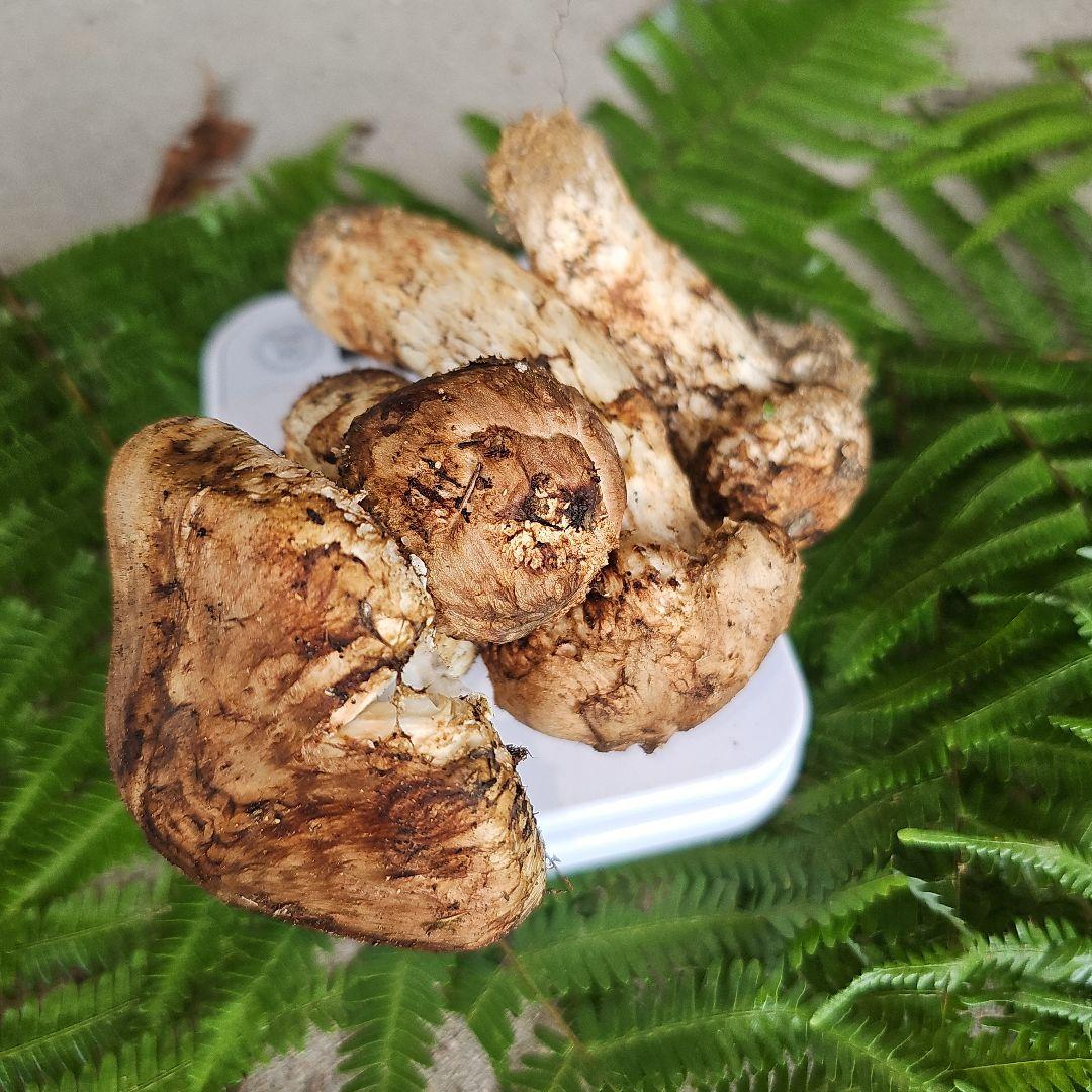 広島県産 松茸 217g