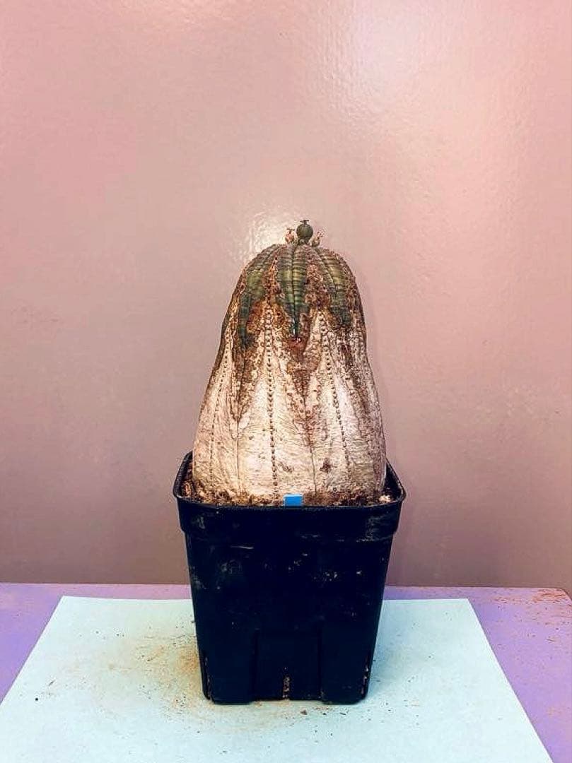 《3号B》ユーフォルビア　オールド　オベサ　雌株