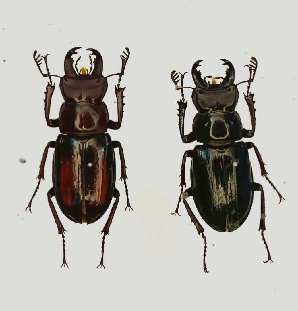 ミクラミヤマクワガタ黄紋型通常型セット