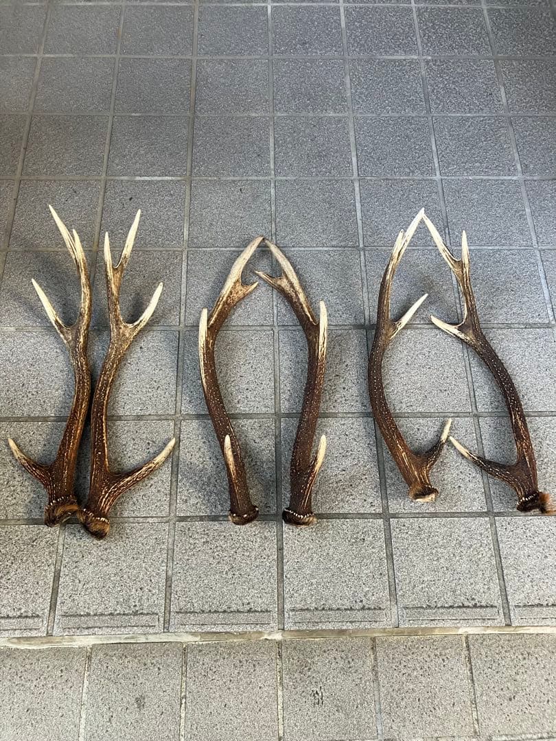 鹿の角　　6本セット売り