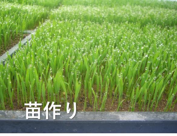 R７★ひろしまの米★ヒノヒカリ20kg（精米後18kg）