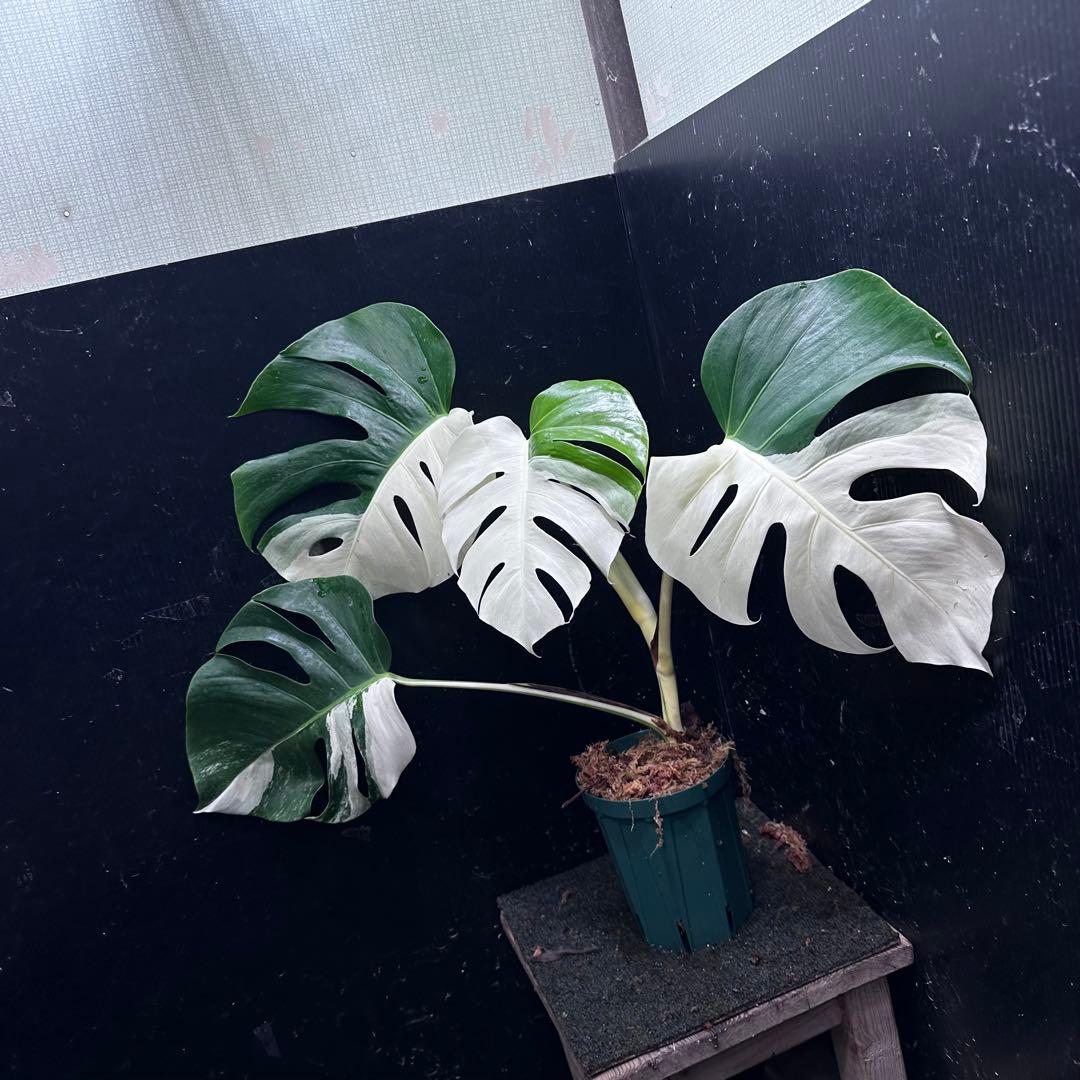 迫*雄様 モンステラ斑入りハーフムーンホワイトタイガー極美斑入り　　 57cm