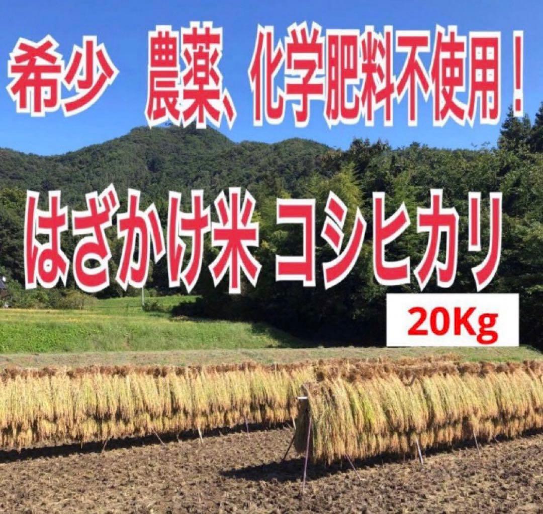 希少！ はざかけ米 無農薬！農家直送 100% コシヒカリ 20Kg