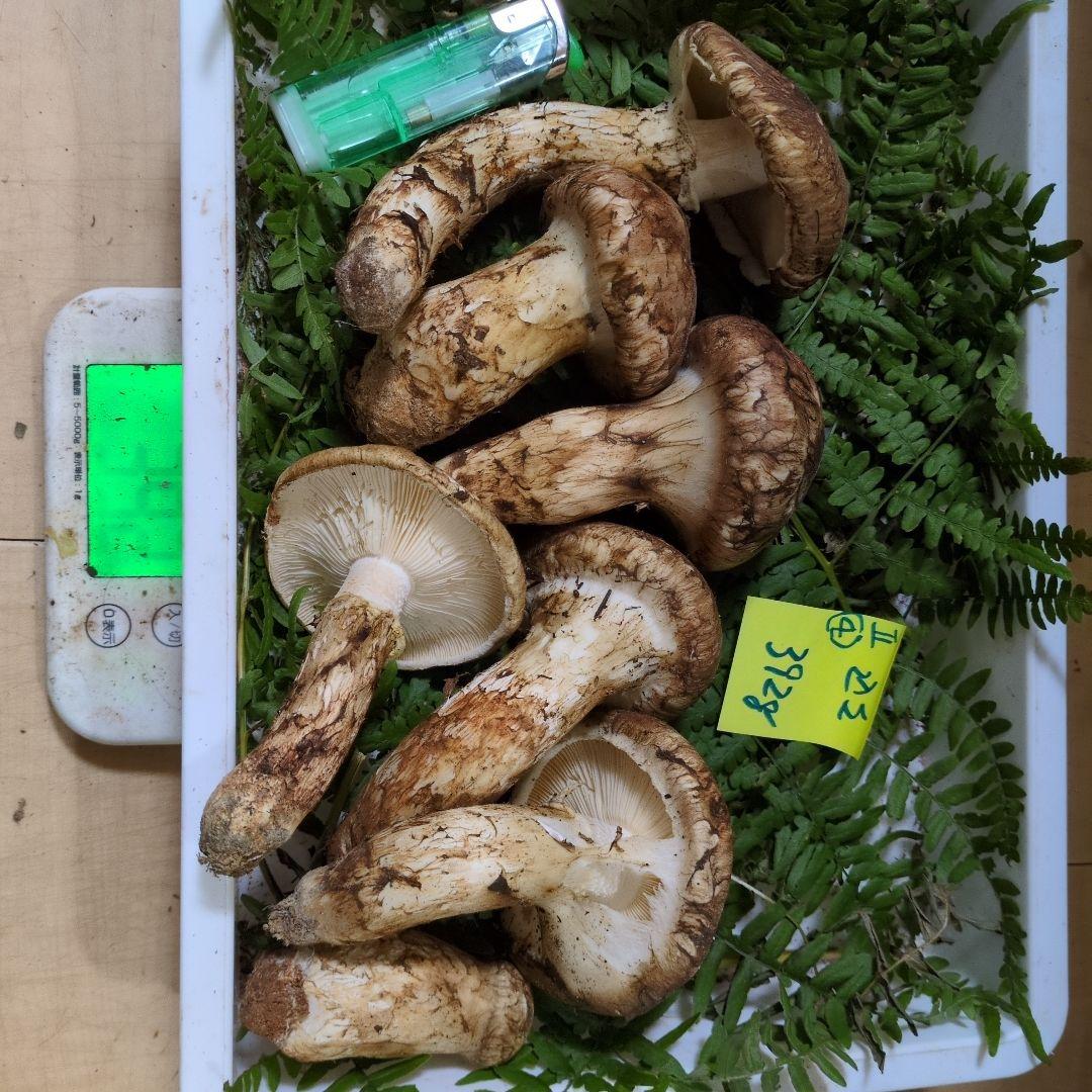 和歌山松茸 新鮮朝市　込み込み　392㌘