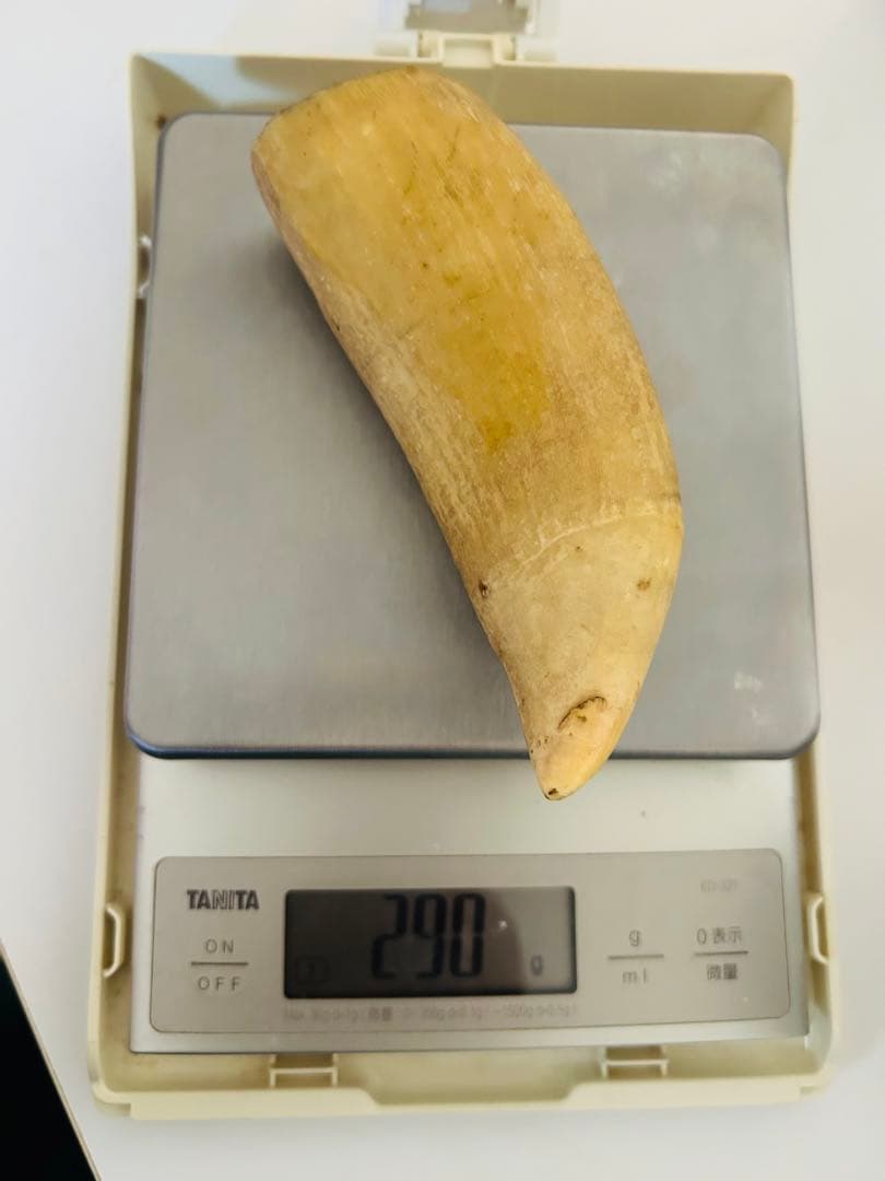 マッコウクジラの歯