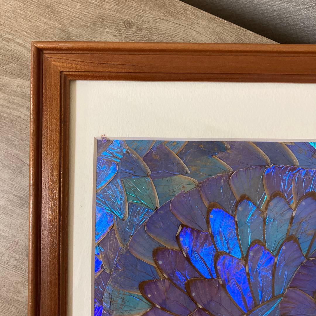 大型　モルフォ蝶　羽アート　標本　珍サイズ　高さ90センチ　ビンテージ