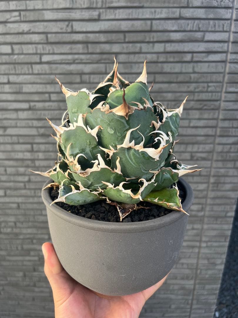 アガベ 白鯨 伝市鉢