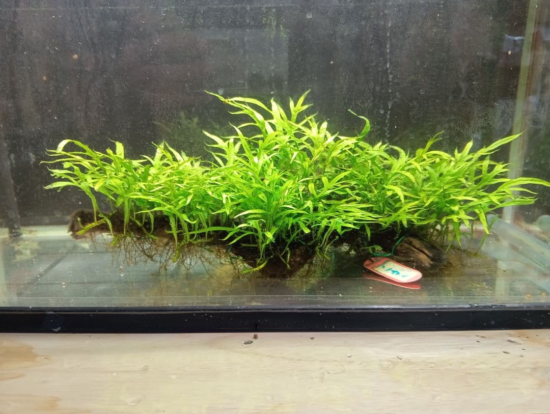 サウザーさま専用　特大ミクロソリウムsp.ソカン　シャープリーフ流木活着