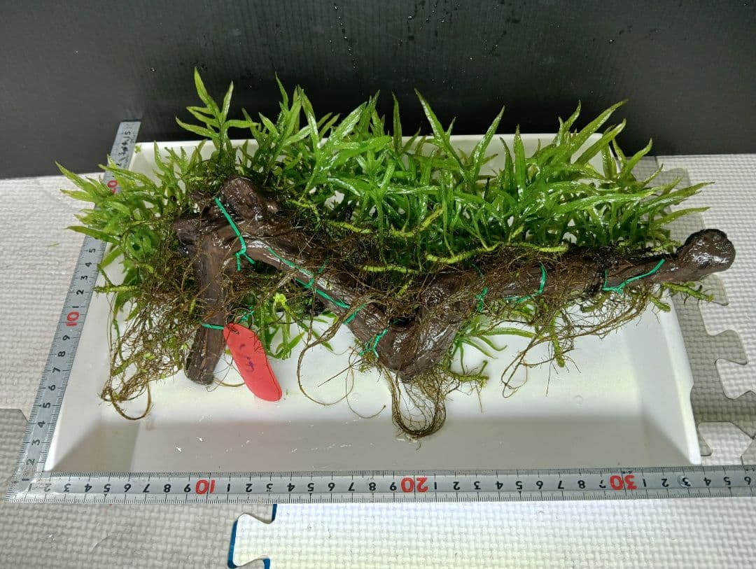 サウザーさま専用　特大ミクロソリウムsp.ソカン　シャープリーフ流木活着