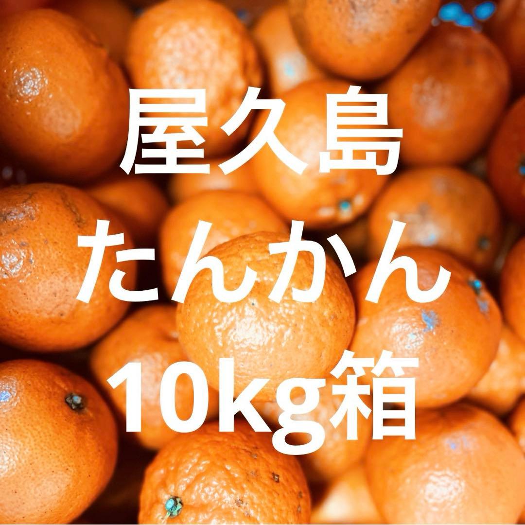《人気の屋久島産！》甘いたんかん自宅用10kg 加工用 タンカン
