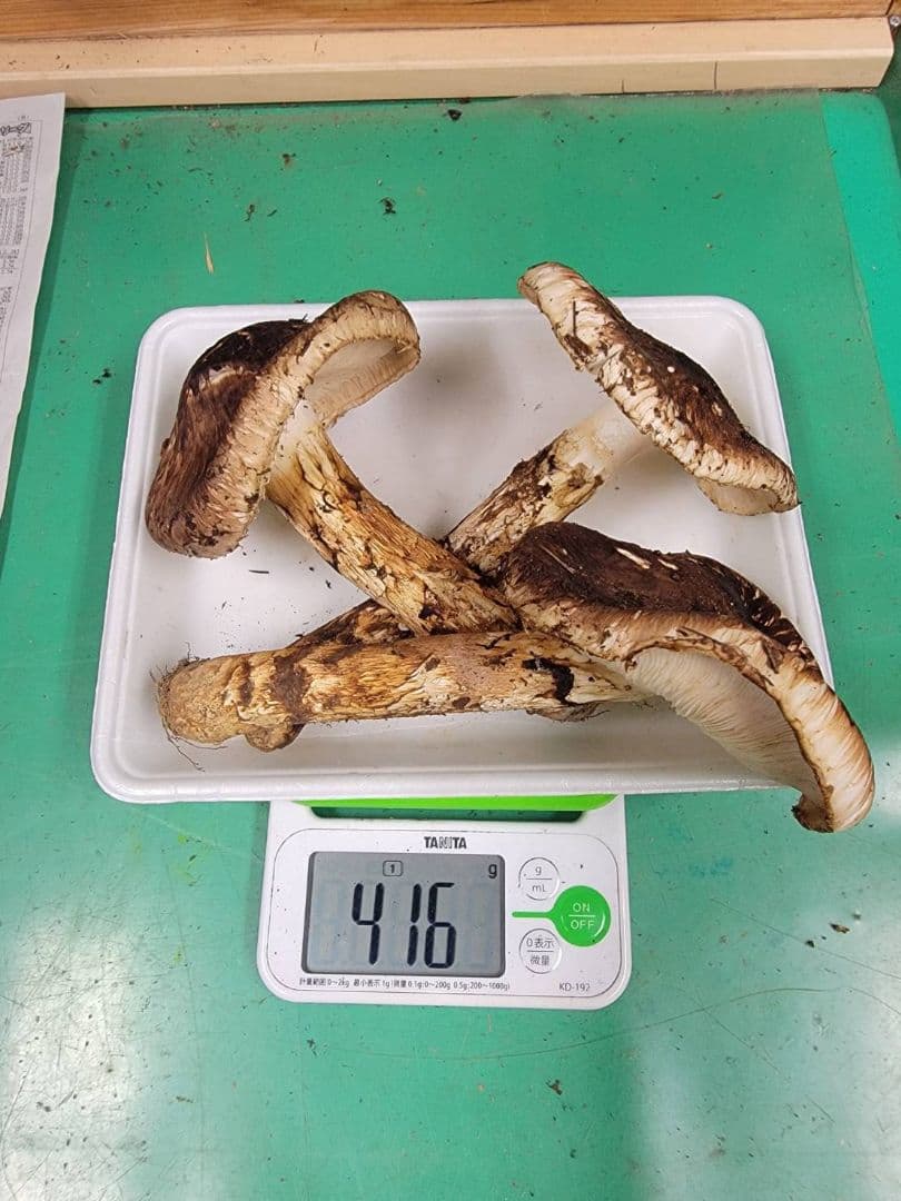 送料込み　岩手県産松茸 416g