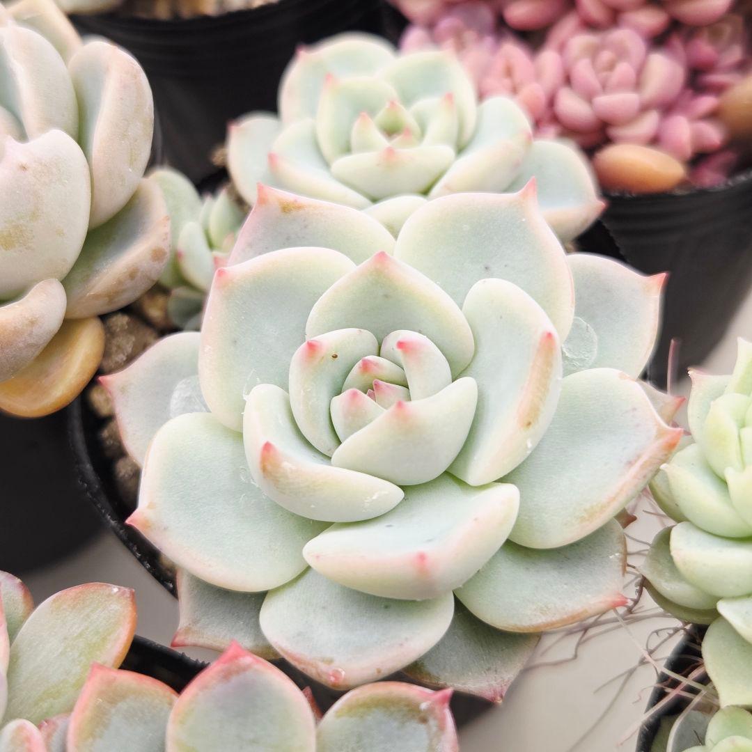 みー❀✼❅様全16苗⑧つぶつぶ屋さん キャラット❣️あられ❣️発根済ネコポス込