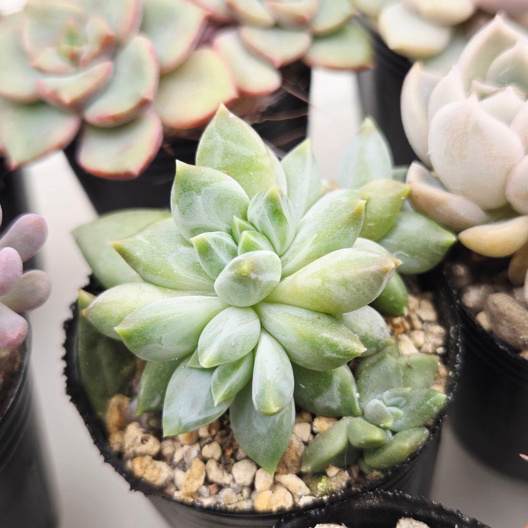 みー❀✼❅様全16苗⑧つぶつぶ屋さん キャラット❣️あられ❣️発根済ネコポス込