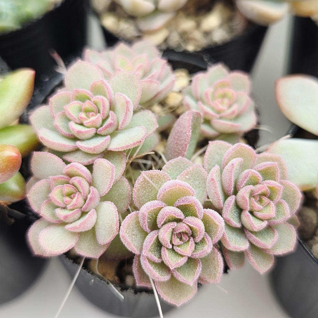 みー❀✼❅様全16苗⑧つぶつぶ屋さん キャラット❣️あられ❣️発根済ネコポス込