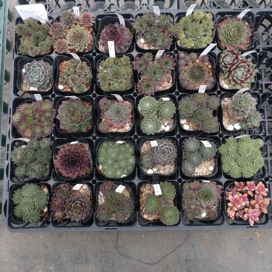 セダム(*´ω｀*)さん専用