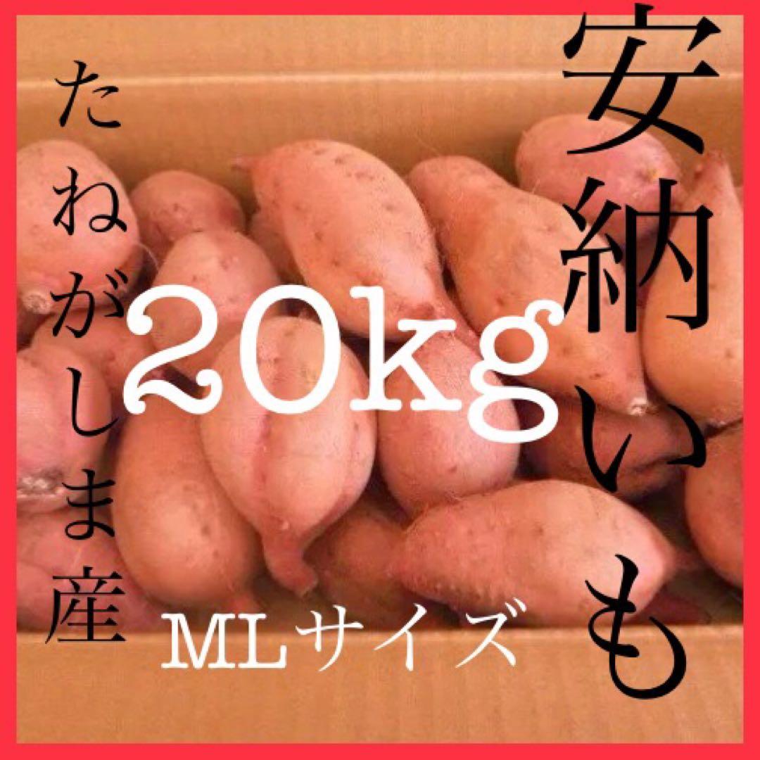 種子島産安納芋　MLのサイズ20kgさつまいもの王道 焼き芋に　#安納芋　5