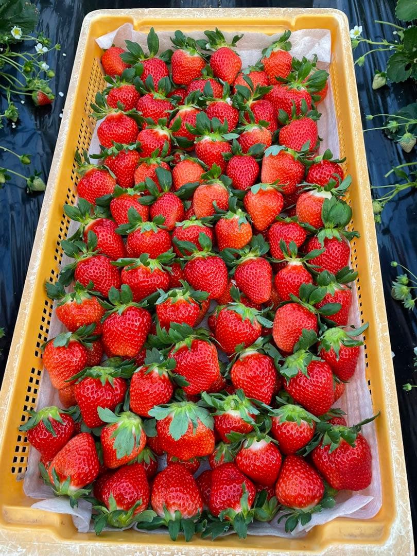 アマテラスいちご 確認用