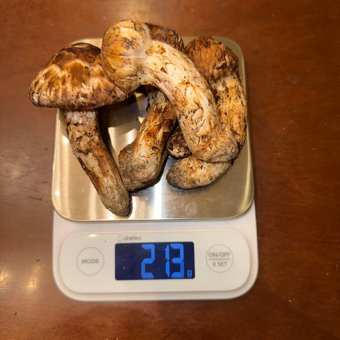 新鮮 松茸 213.9g 5個セット