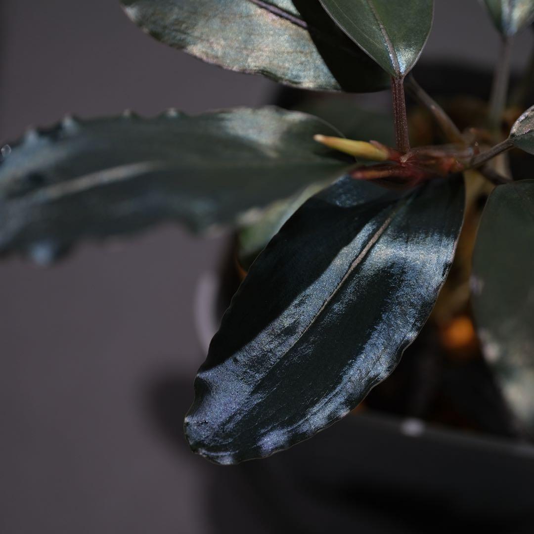 ヤーマンさんBUCEPHALANDRA Nanga Pino SuperBlue