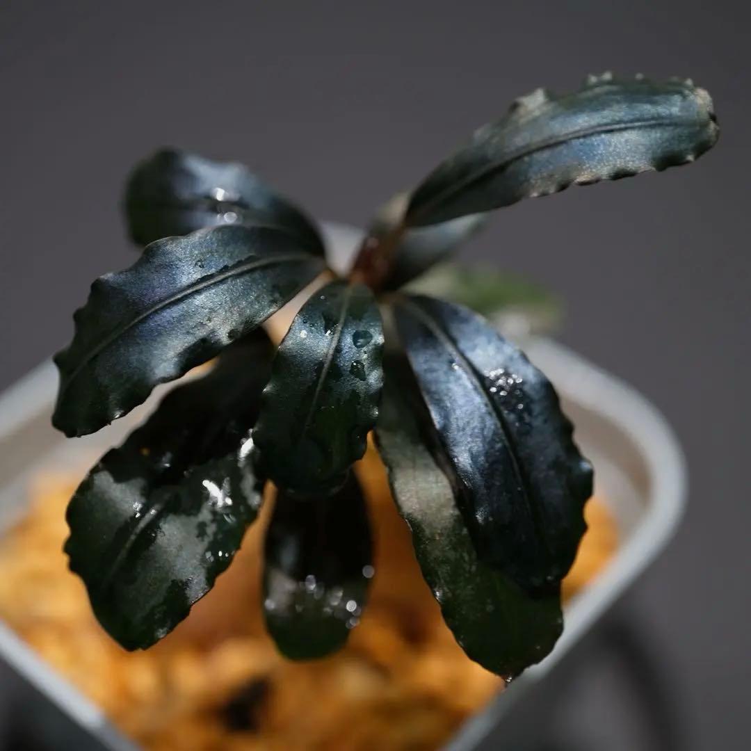 ヤーマンさんBUCEPHALANDRA Nanga Pino SuperBlue