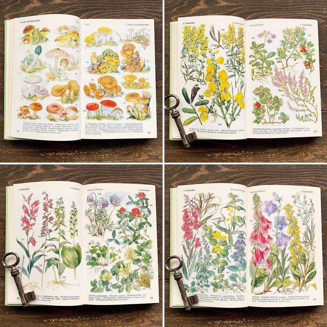 [沢山の植物画]ドイツの古い植物図鑑(1971年)/ボタニカルアート 植物画 /