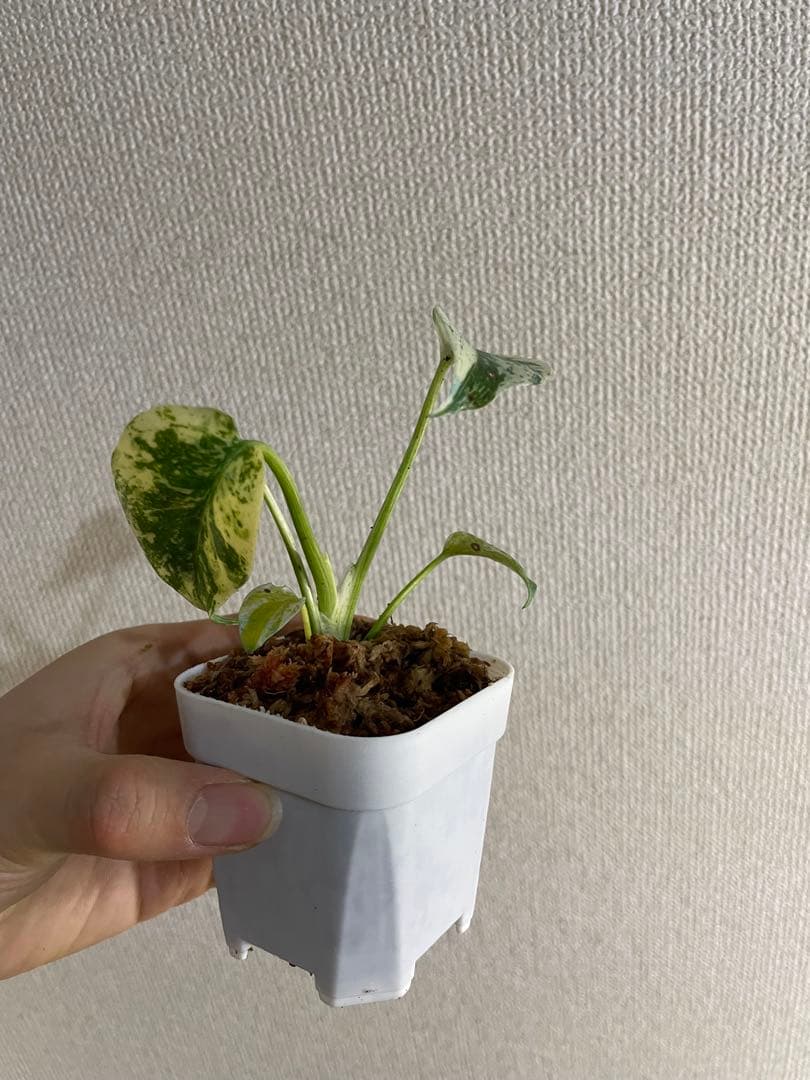 み*様 モンステラ　デリシオーサ　ミント