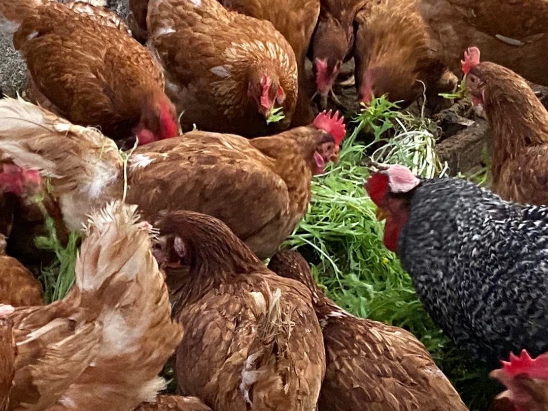 平飼い鶏卵 270個入り 大分県佐伯市産