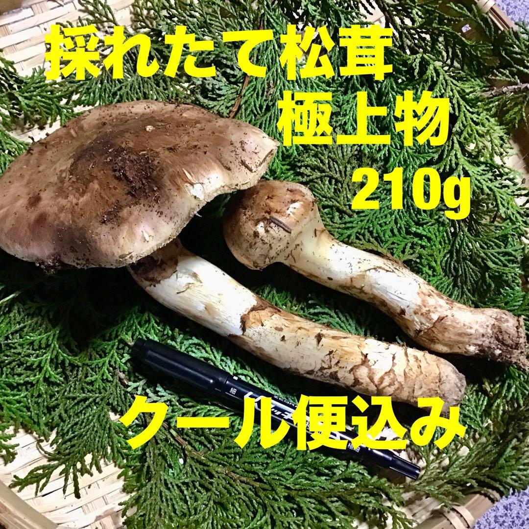 ②山梨県　松茸　210g クール便込み　翌日受け取り限定　遠方不可