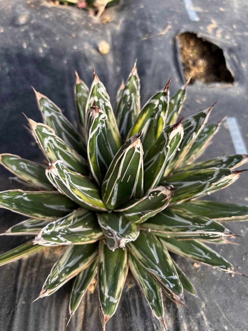 アガベ　笹の雪　極氷山　氷嶺