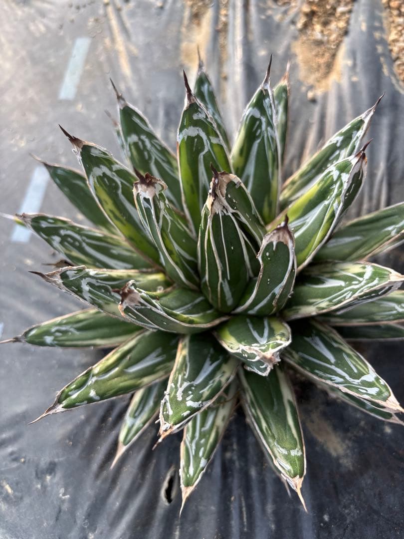 アガベ　笹の雪　極氷山　氷嶺