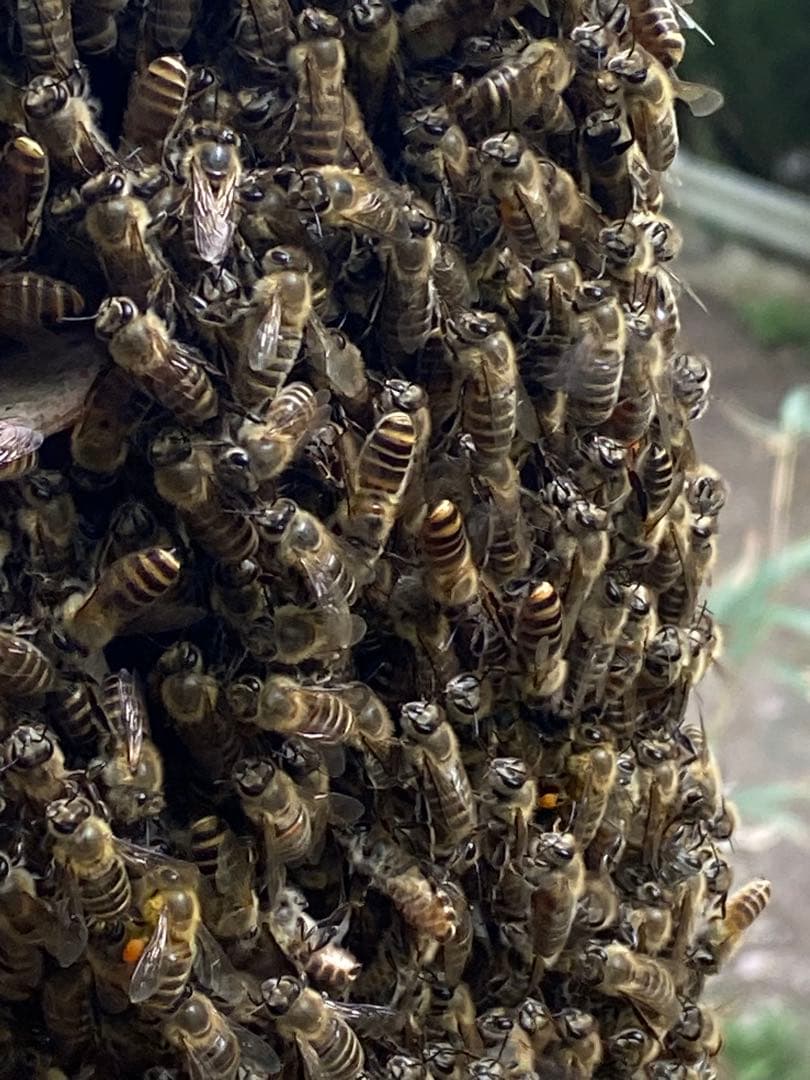 ハチミツ　日本蜜蜂の蜂蜜　奥山の奥のはちみつ