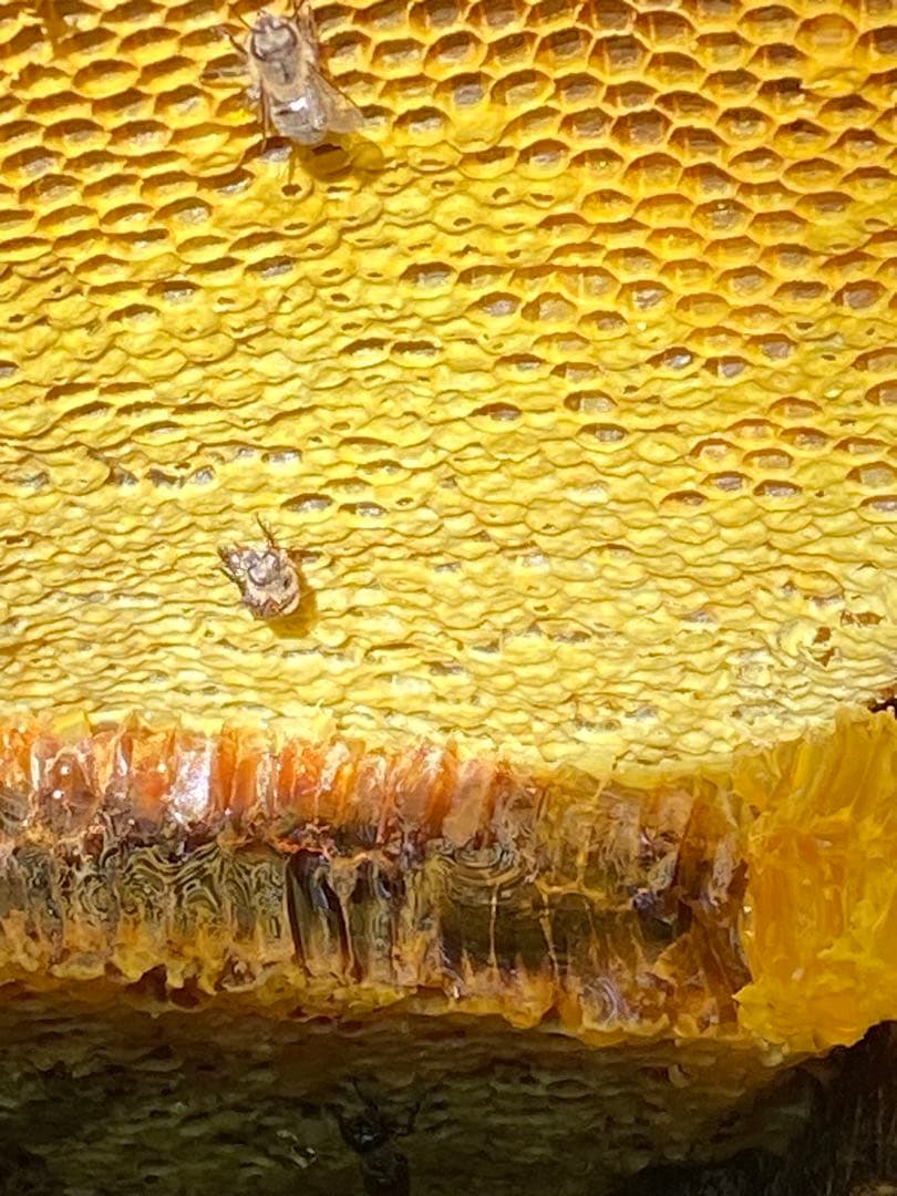 ハチミツ　日本蜜蜂の蜂蜜　奥山の奥のはちみつ