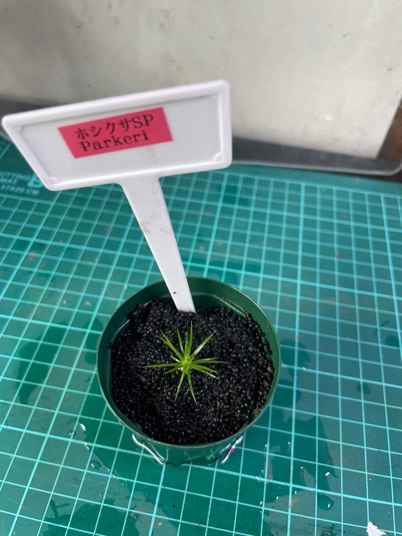 Eriocaulon.sp.parkeri ホシクサsp parkeri 水上株