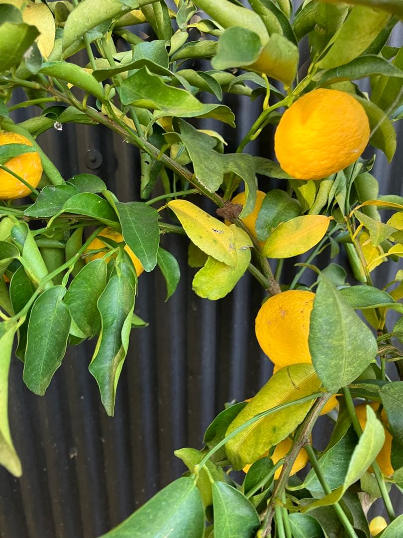 どん兵衛さま専用