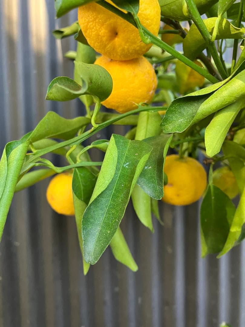 どん兵衛さま専用