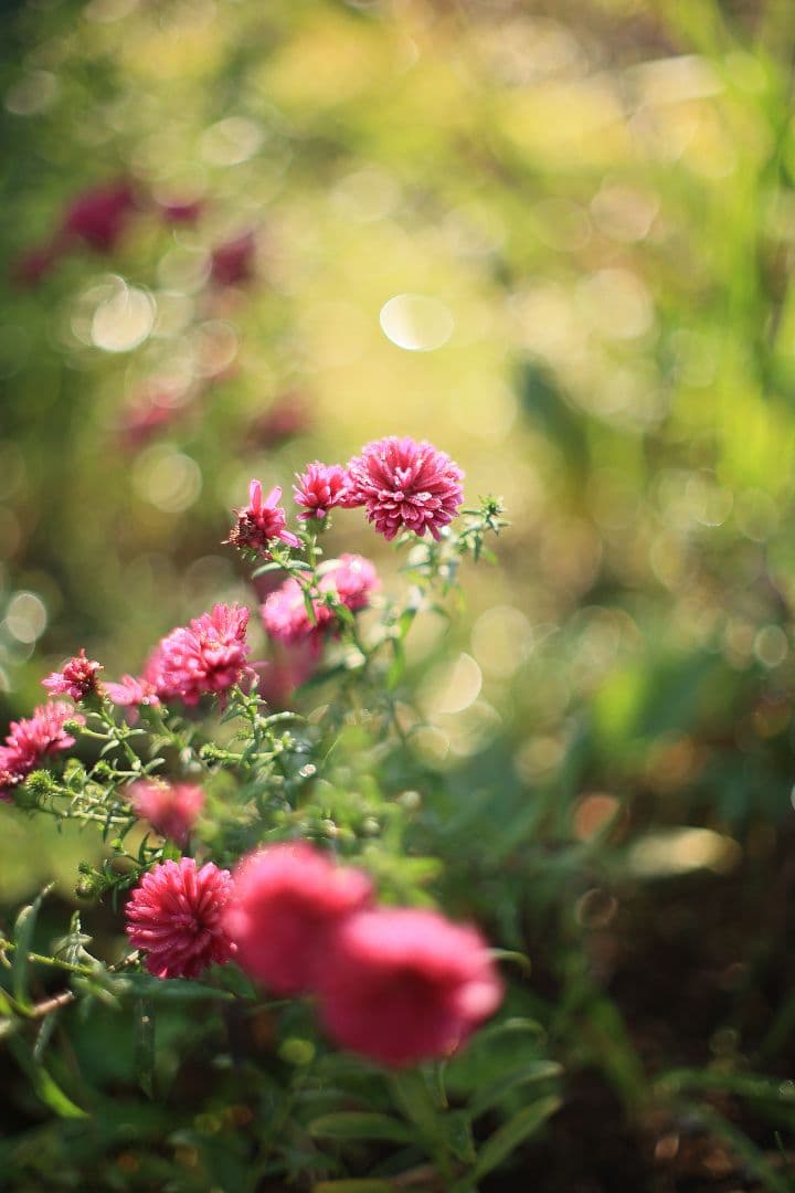 《希少》YASHICA AUTO YASHINON DS-M 50mm F1.4