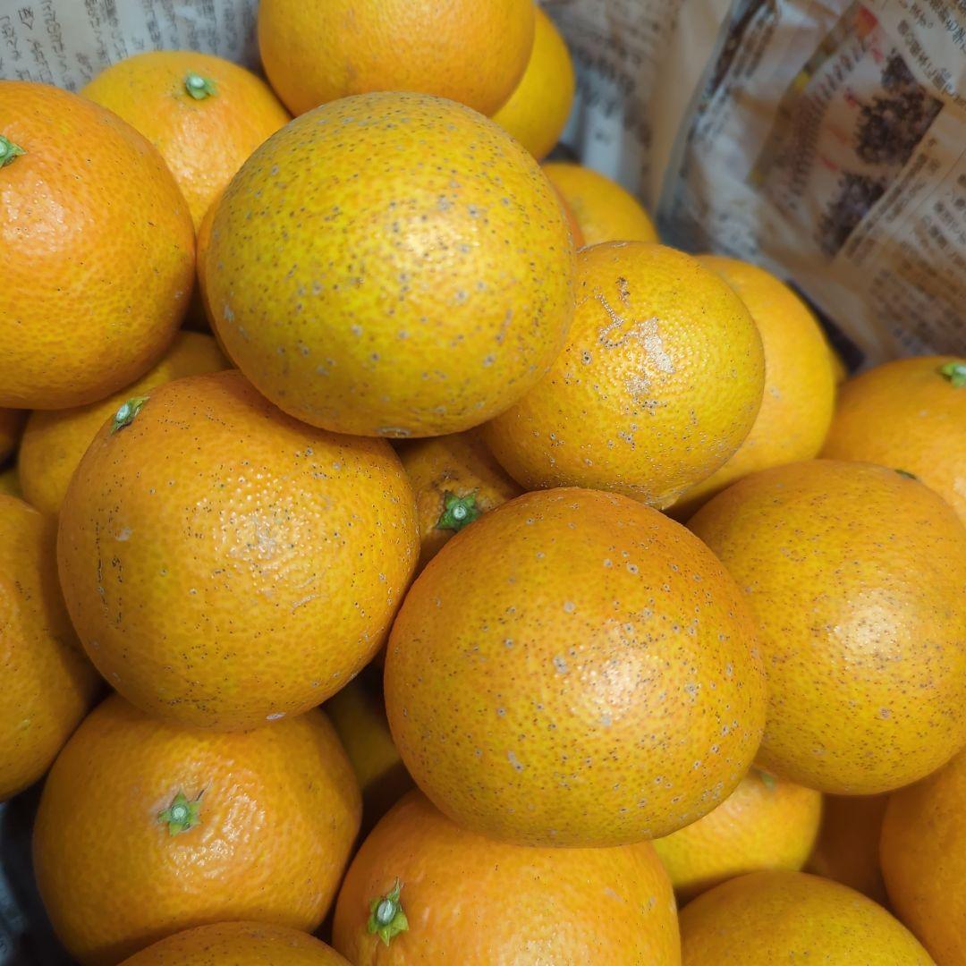 259愛果 まどんな 家庭用 10kg