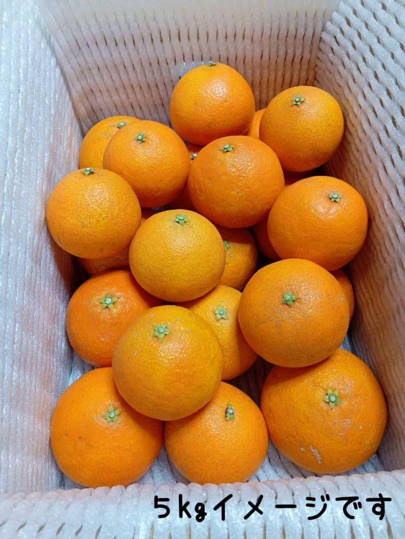 259愛果 まどんな 家庭用 10kg