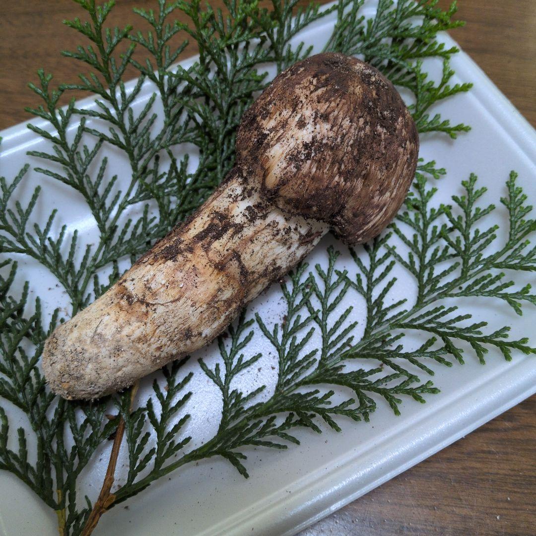 広島県産　松茸　10/27採れたて