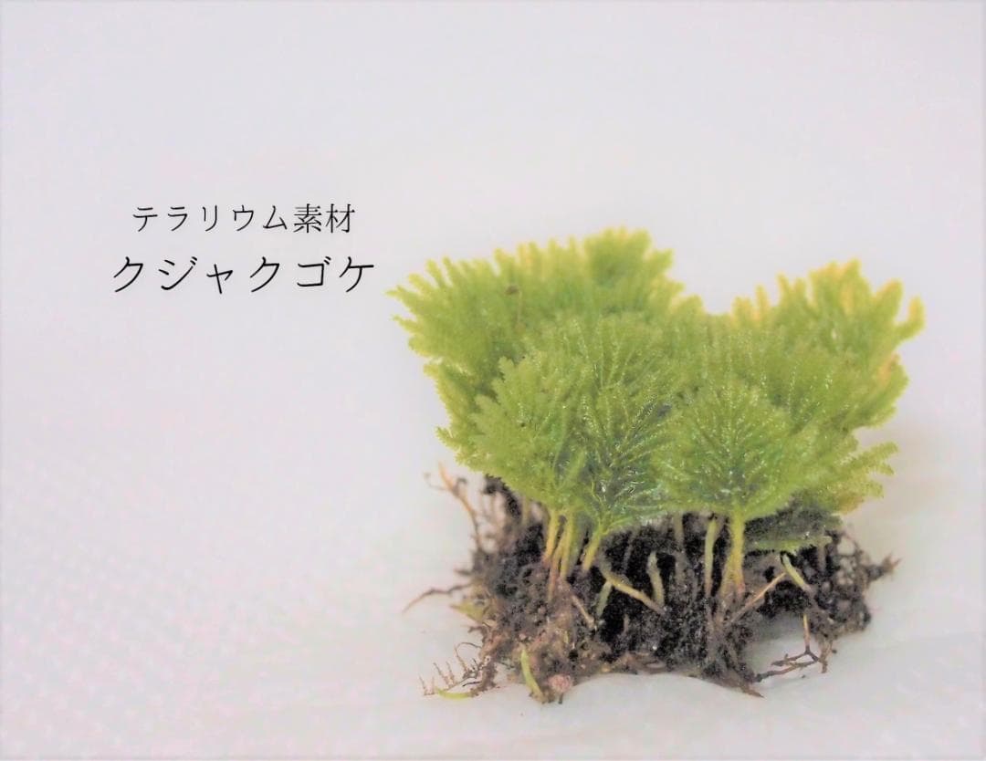 みちくさしてます商品